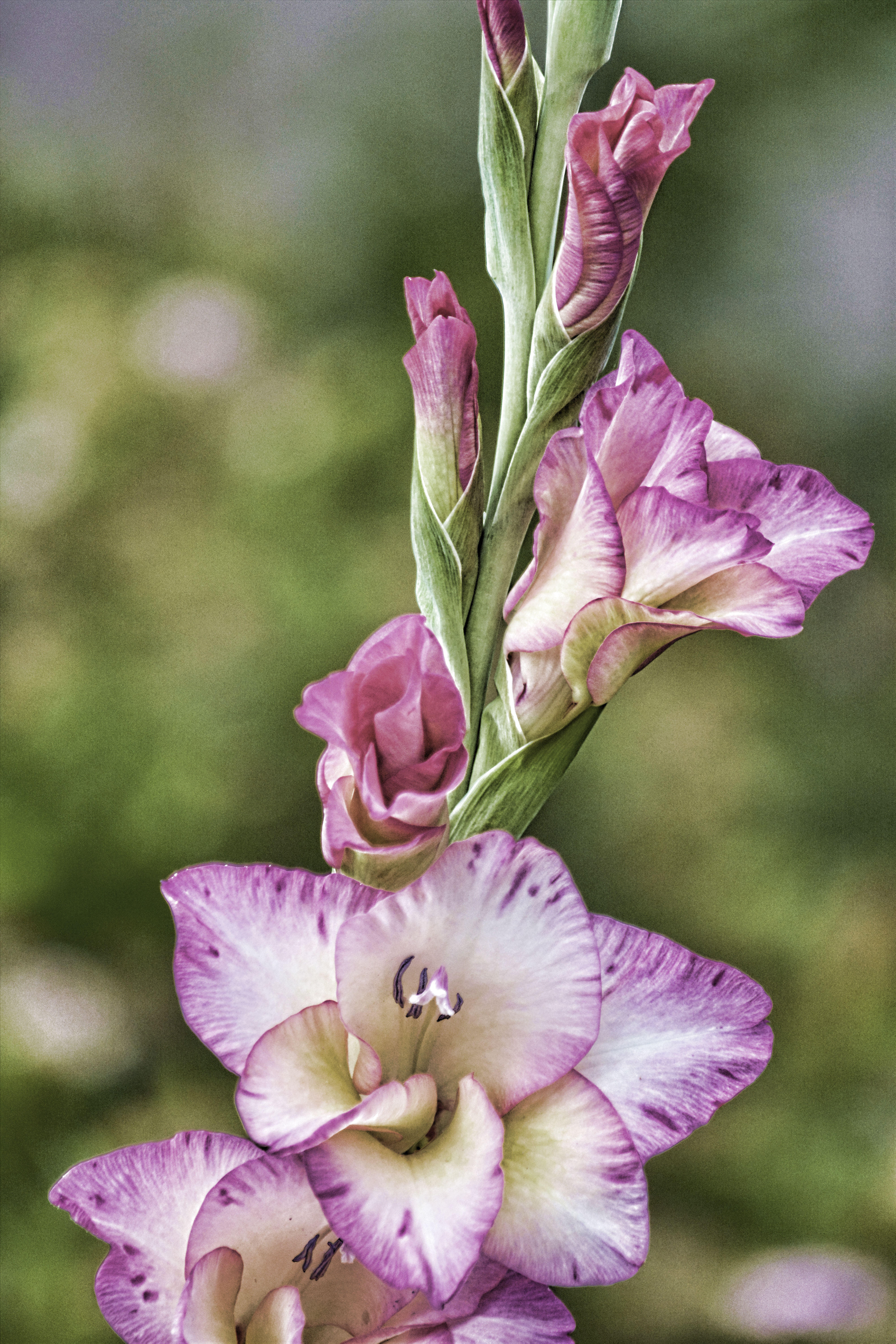 image of white gladiola with pink tips