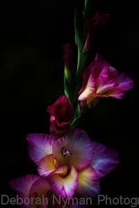 Subdued Gladiola - Deborah Nyman, Fine Art Photography